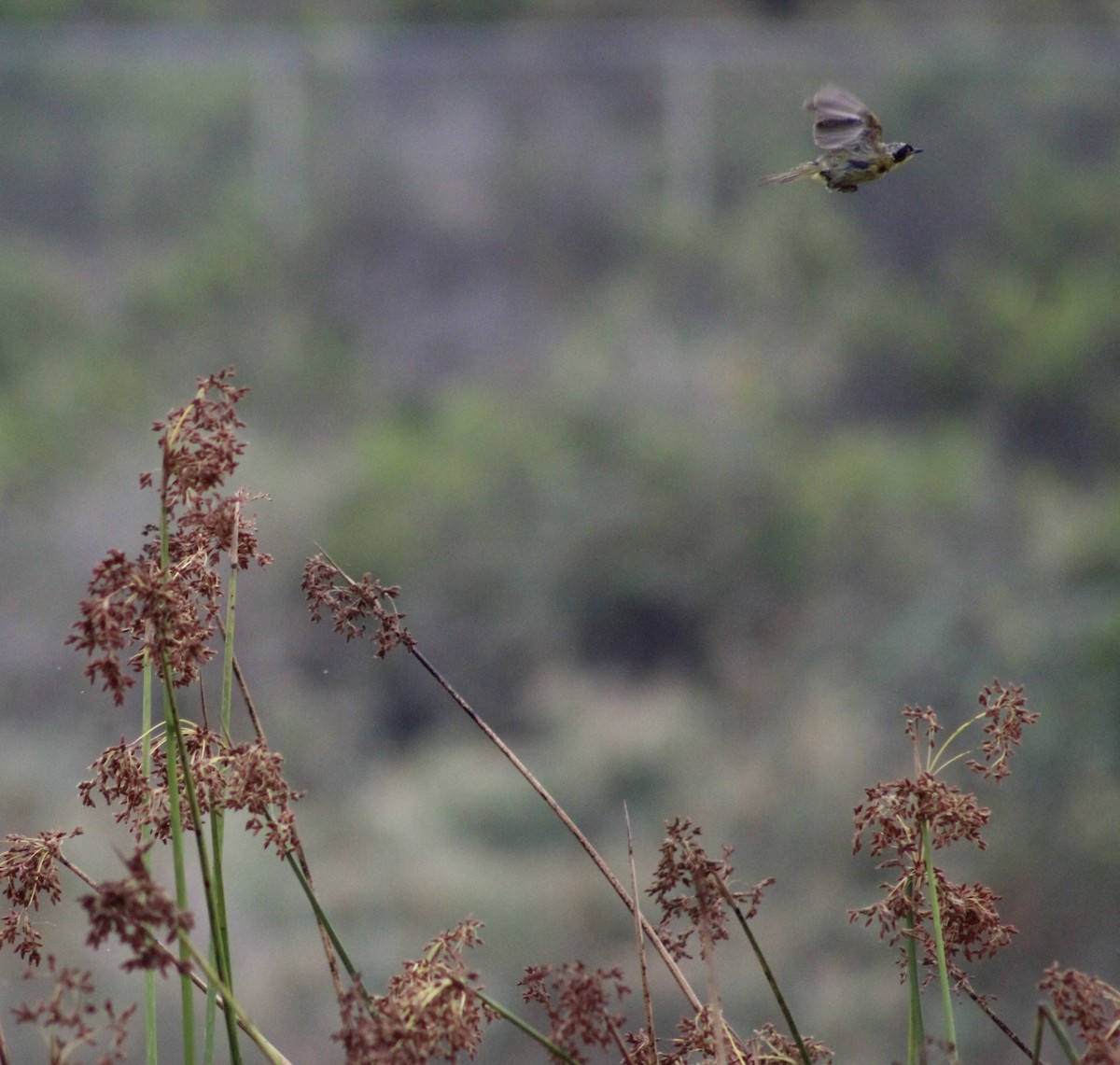 Common Yellowthroat - ML621286015