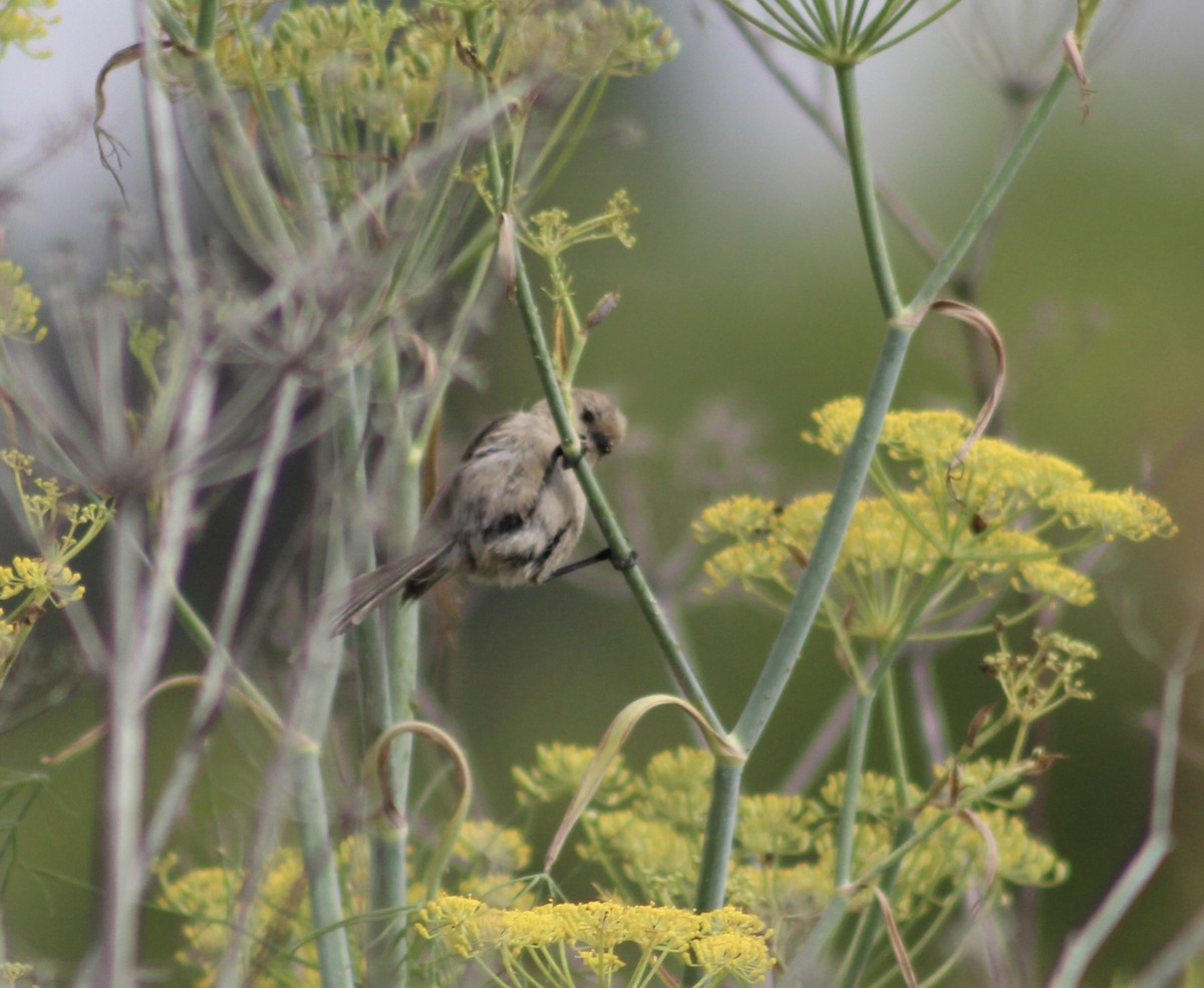 Bushtit - ML621286034