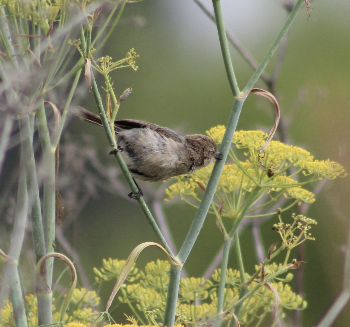 Bushtit - ML621286041