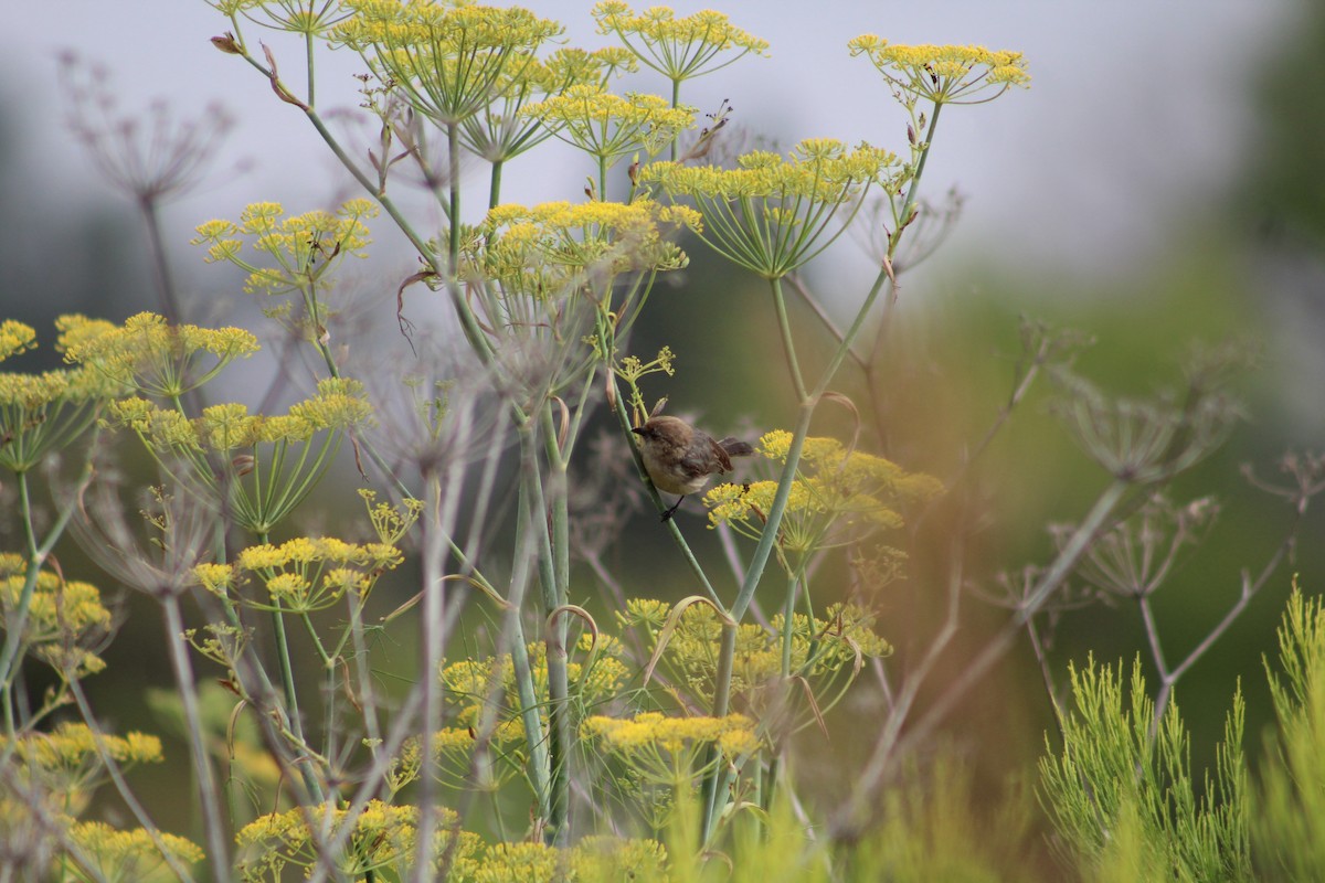 Bushtit - ML621286043