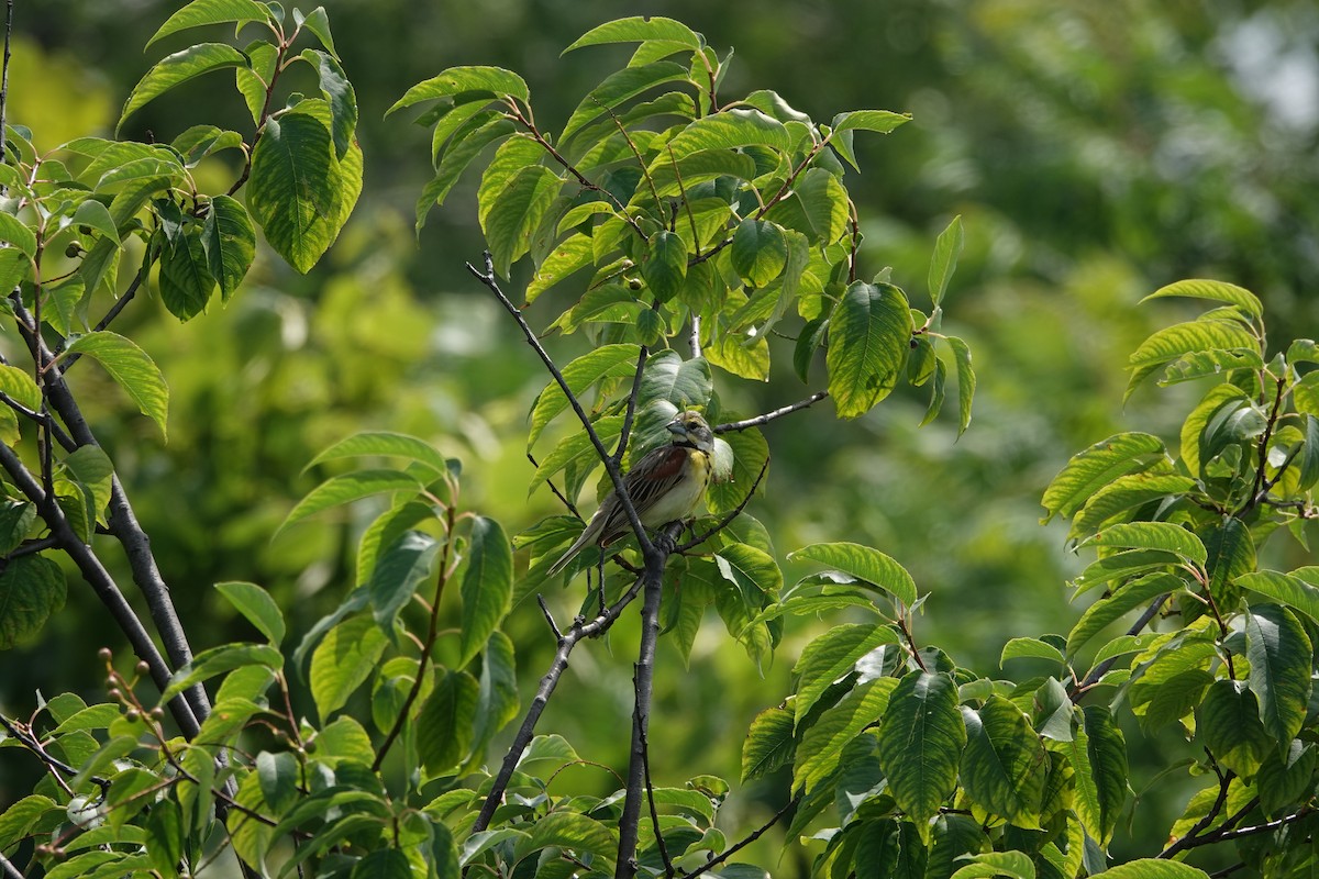 Dickcissel - ML621286052