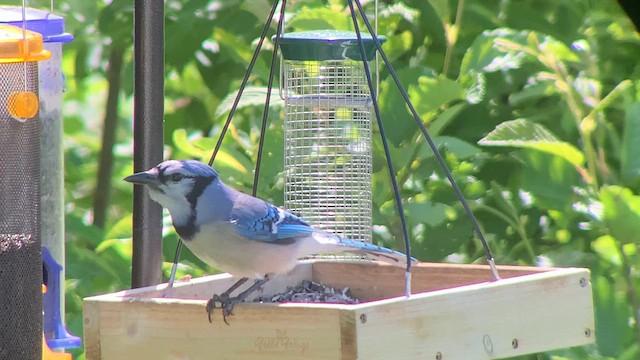 Blue Jay - ML621286071