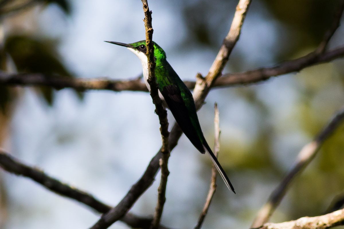 Black-eared Fairy - ML621286122