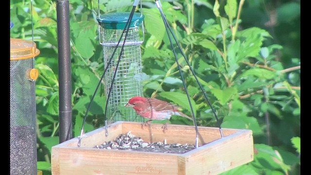 Purple Finch - ML621286201