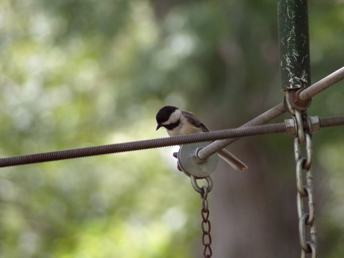 Carolina Chickadee - ML621286210