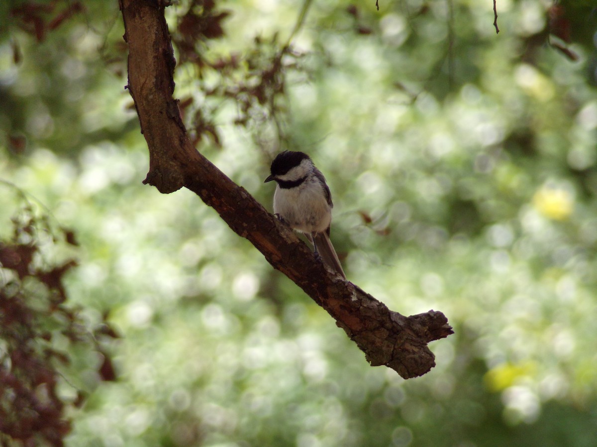 Carolina Chickadee - ML621286211