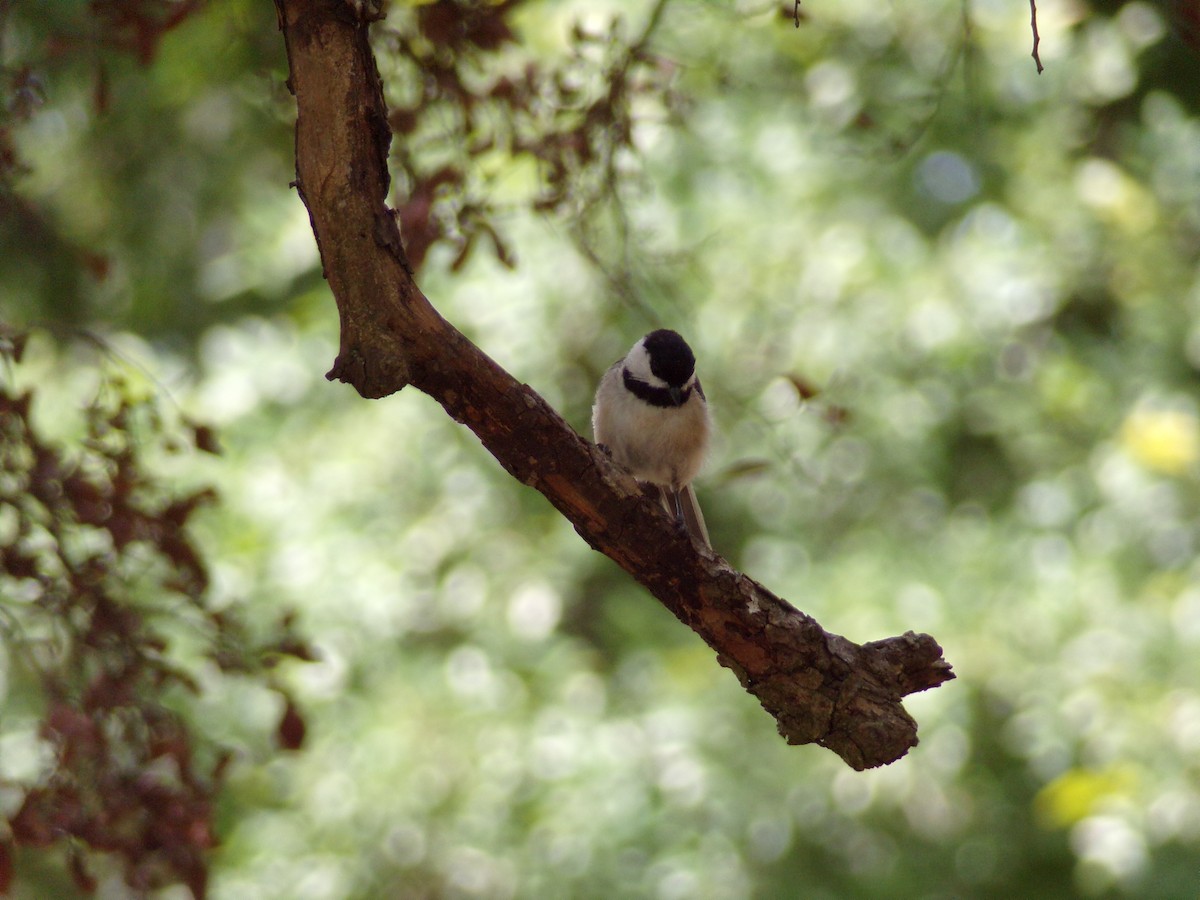 Carolina Chickadee - ML621286212