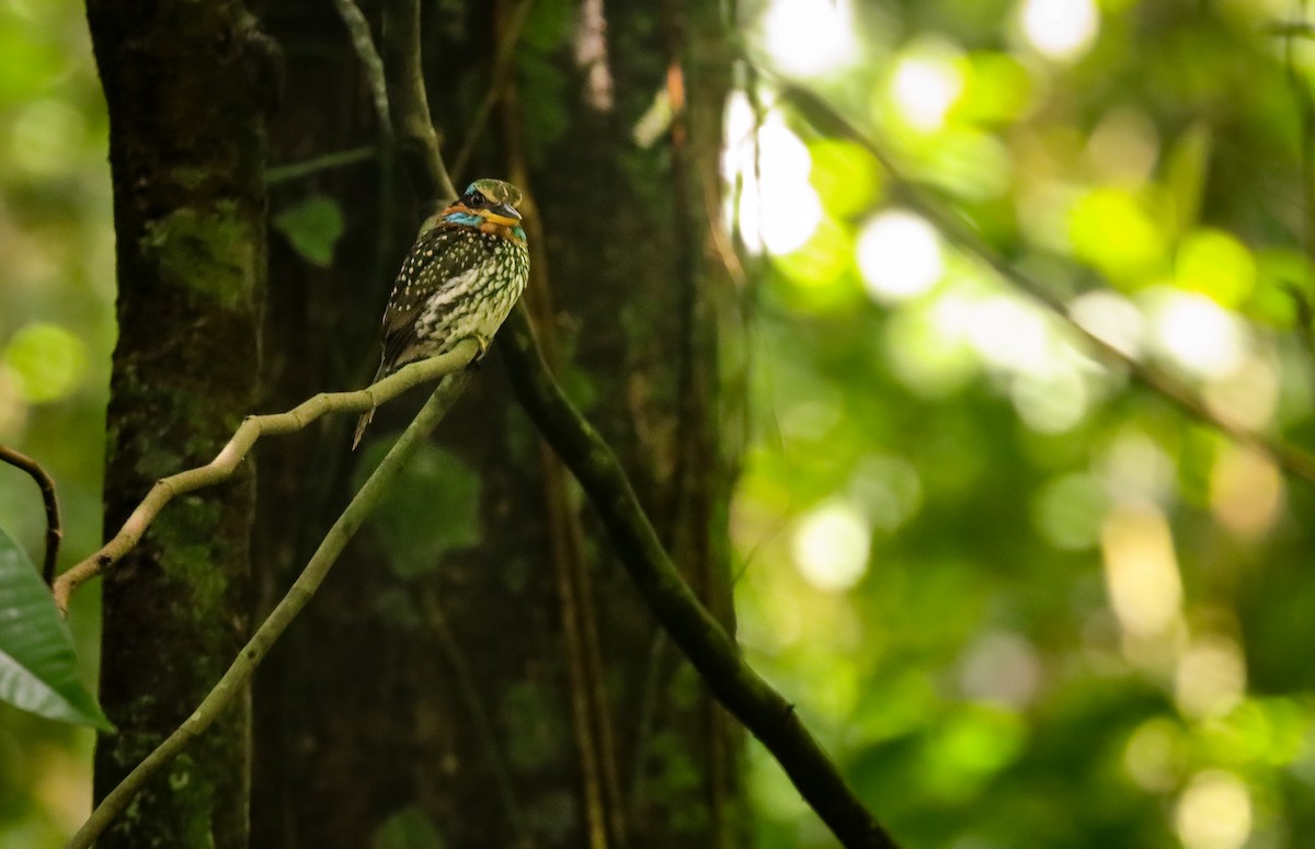 Spotted Kingfisher - ML621286410