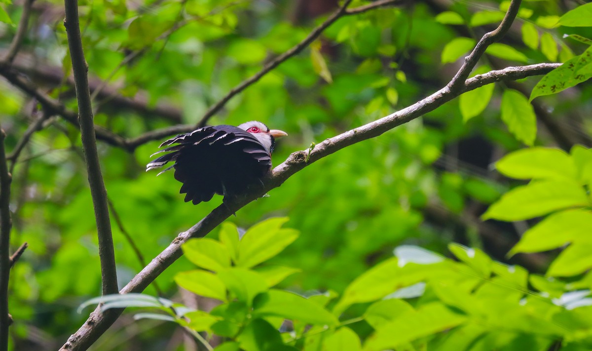 Scale-feathered Malkoha - ML621286452