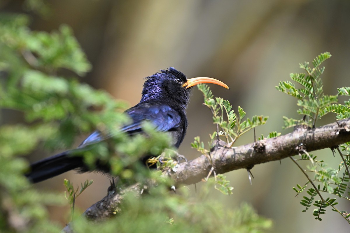 Abyssinian Scimitarbill - ML621286468