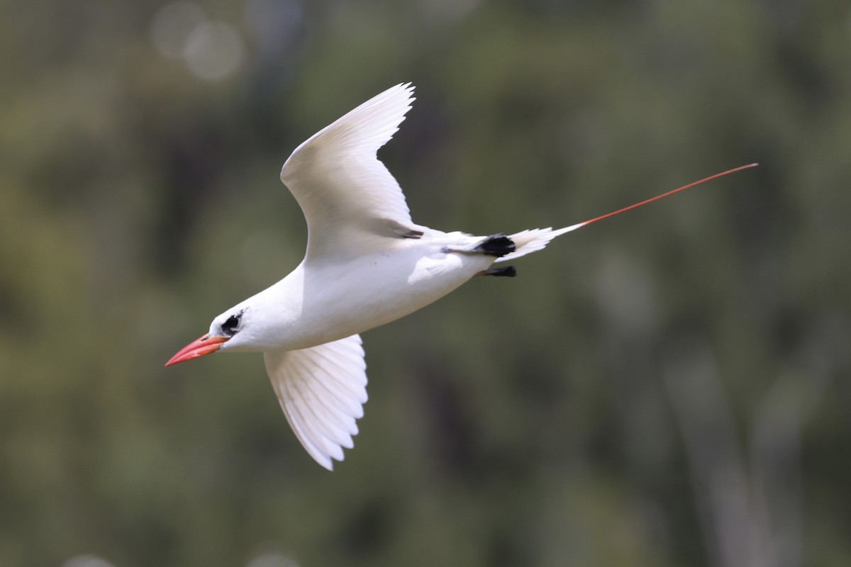 Red-tailed Tropicbird - ML621286572