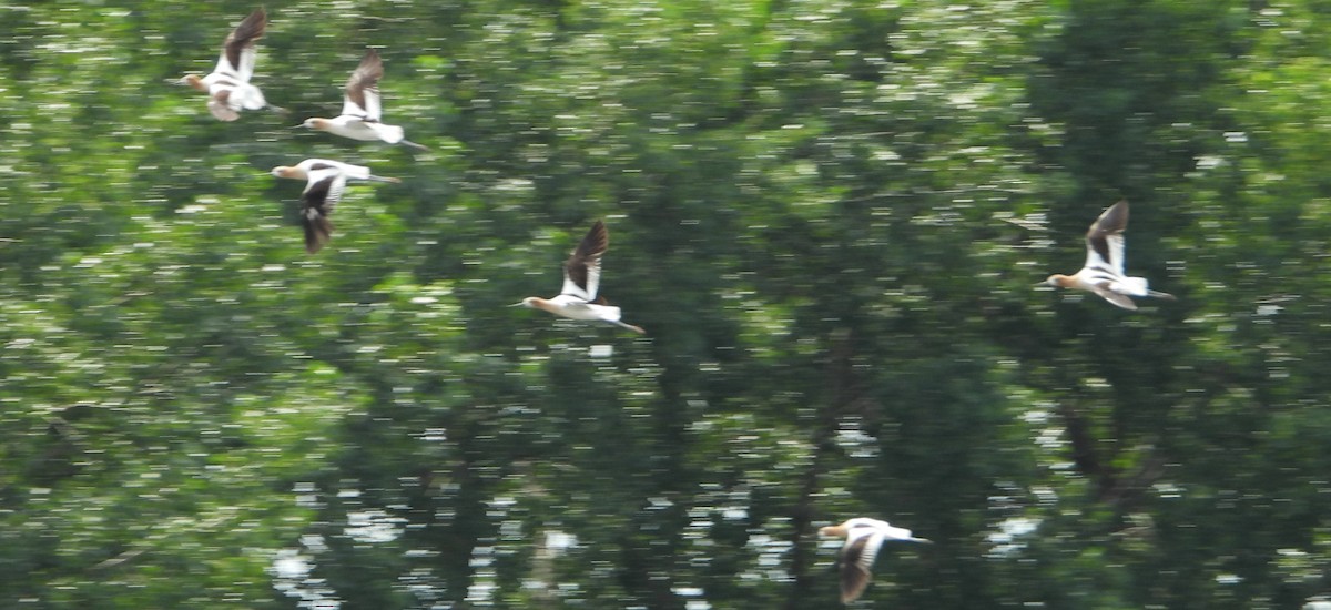 American Avocet - Brent Daggett