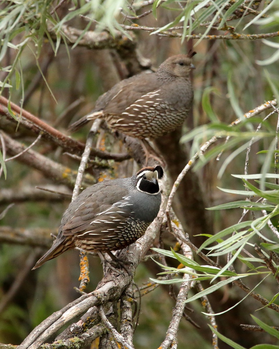 California Quail - ML621286786