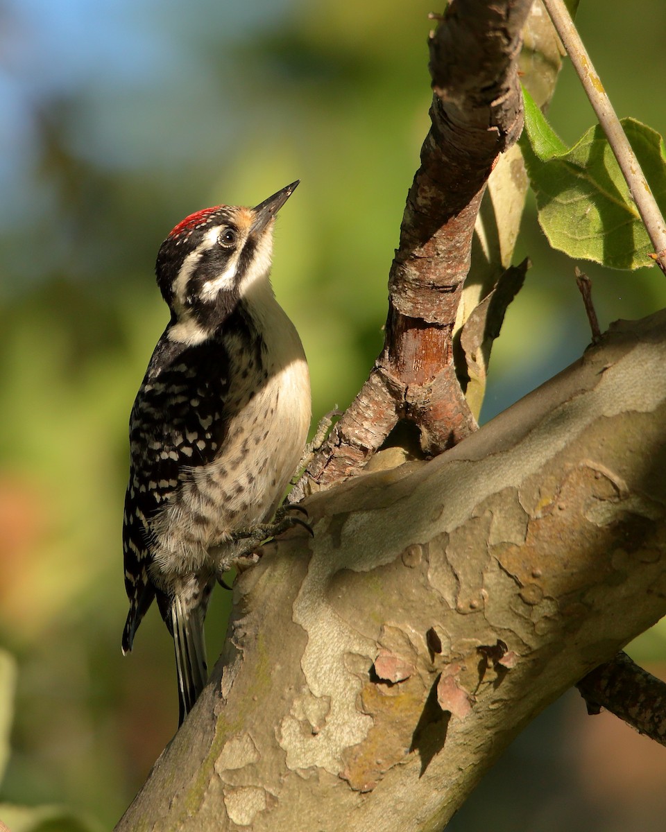 Nuttall's Woodpecker - ML621286791