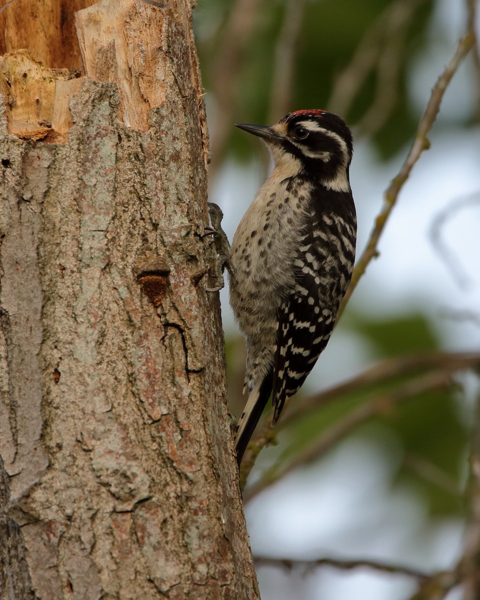 Nuttall's Woodpecker - ML621286792