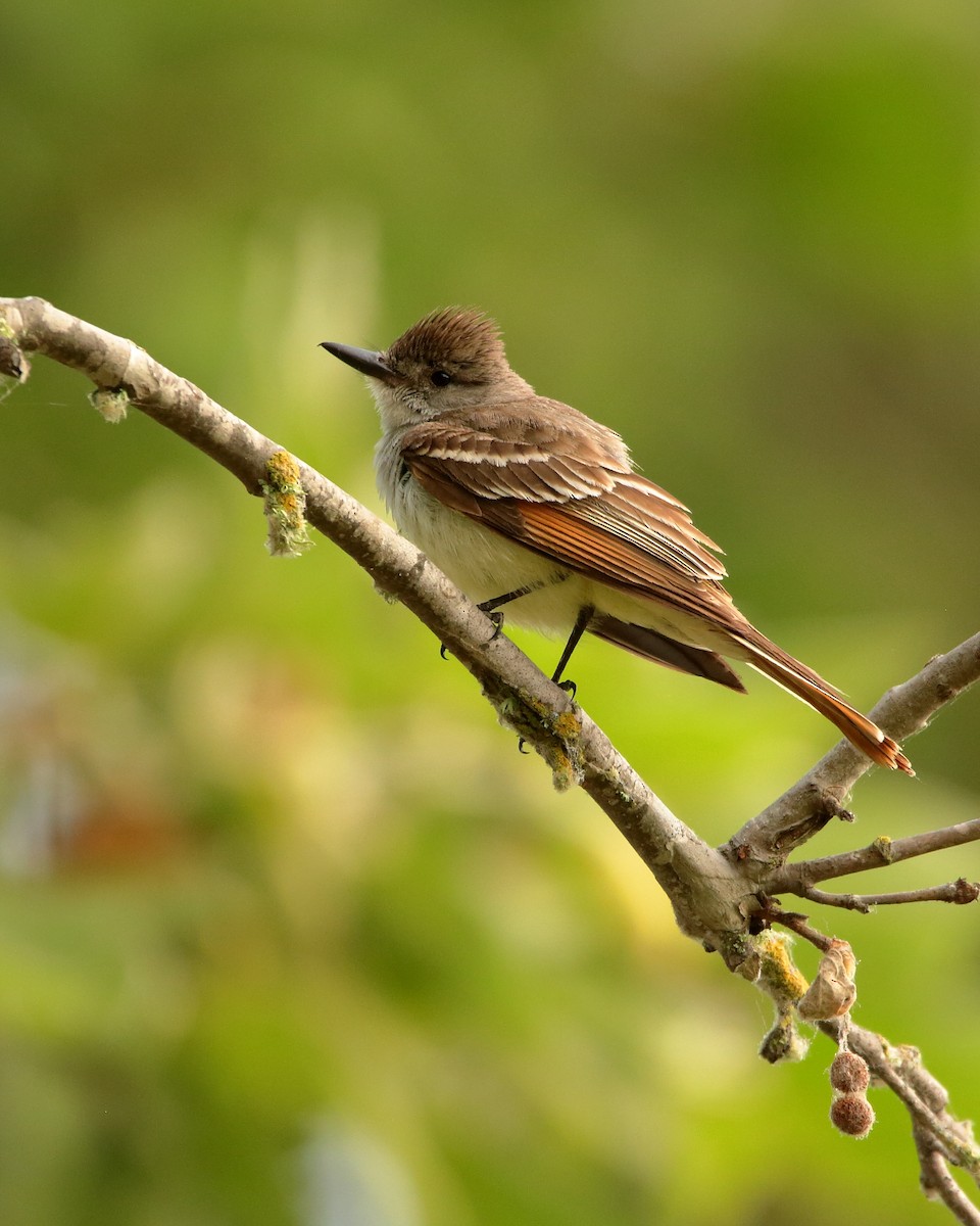 Ash-throated Flycatcher - Wes Slauenwhite