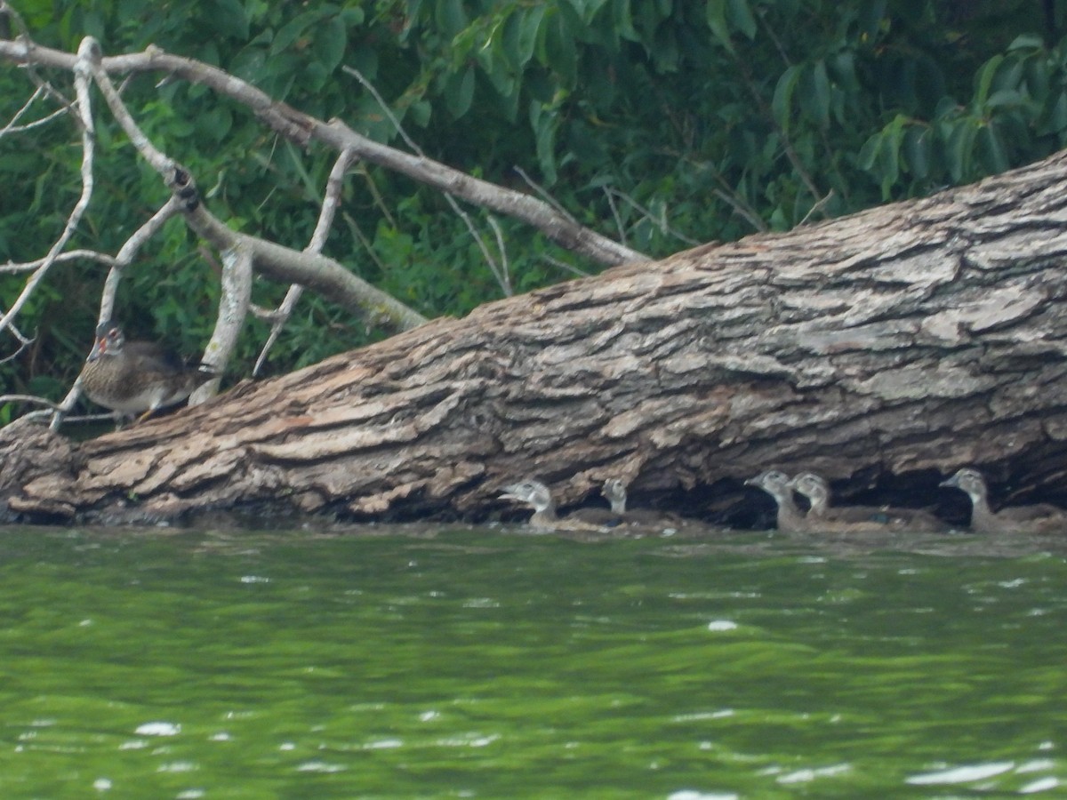 Wood Duck - ML621286802