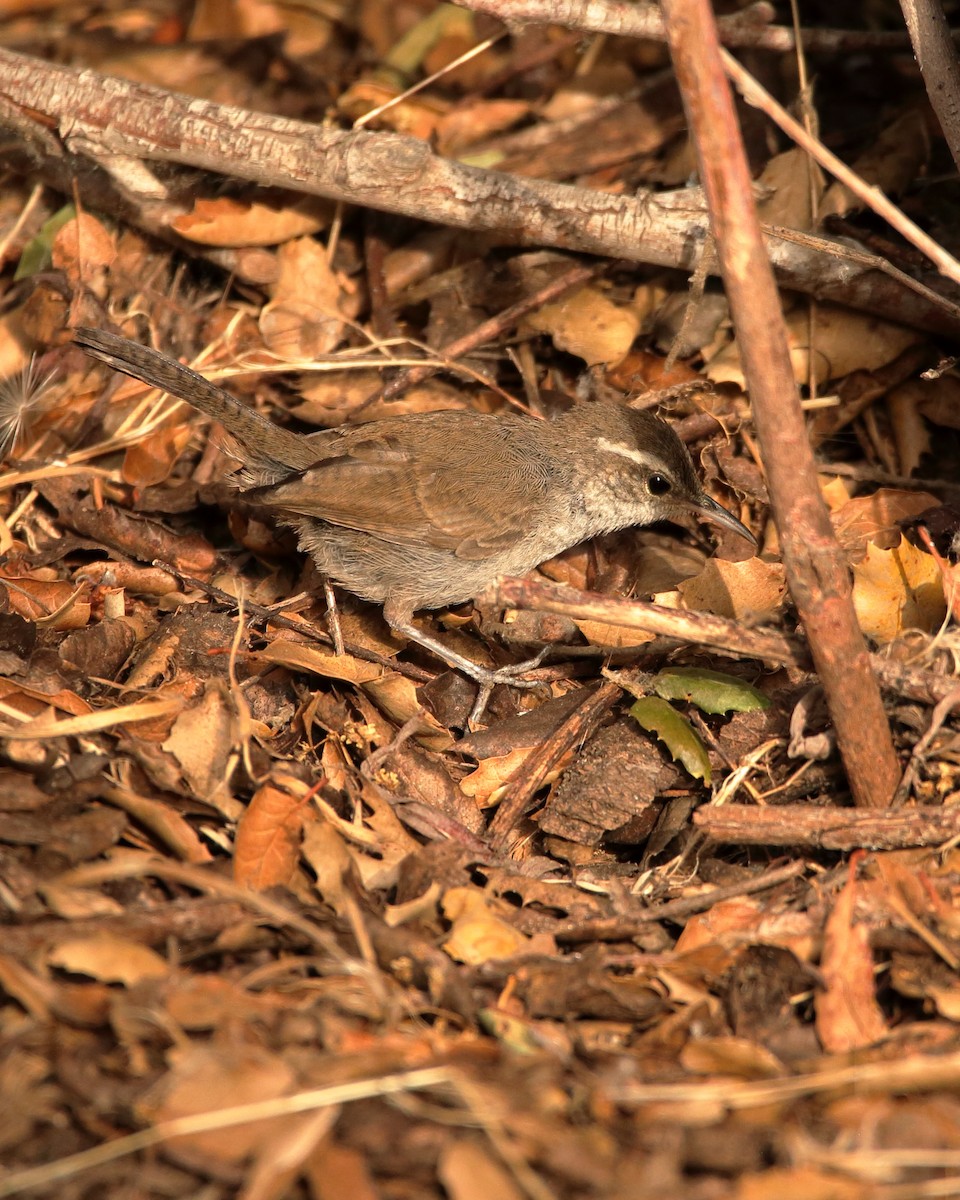 Bewick's Wren - ML621286806