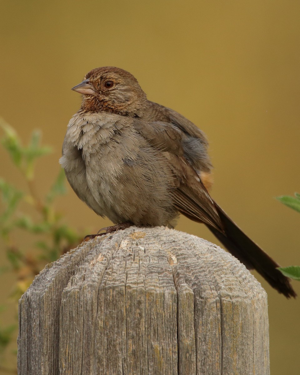 California Towhee - ML621286812