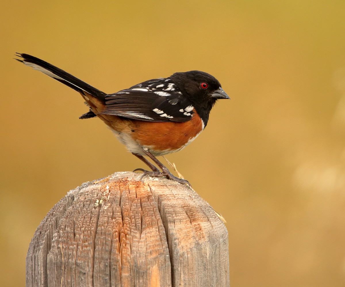 Spotted Towhee - ML621286849