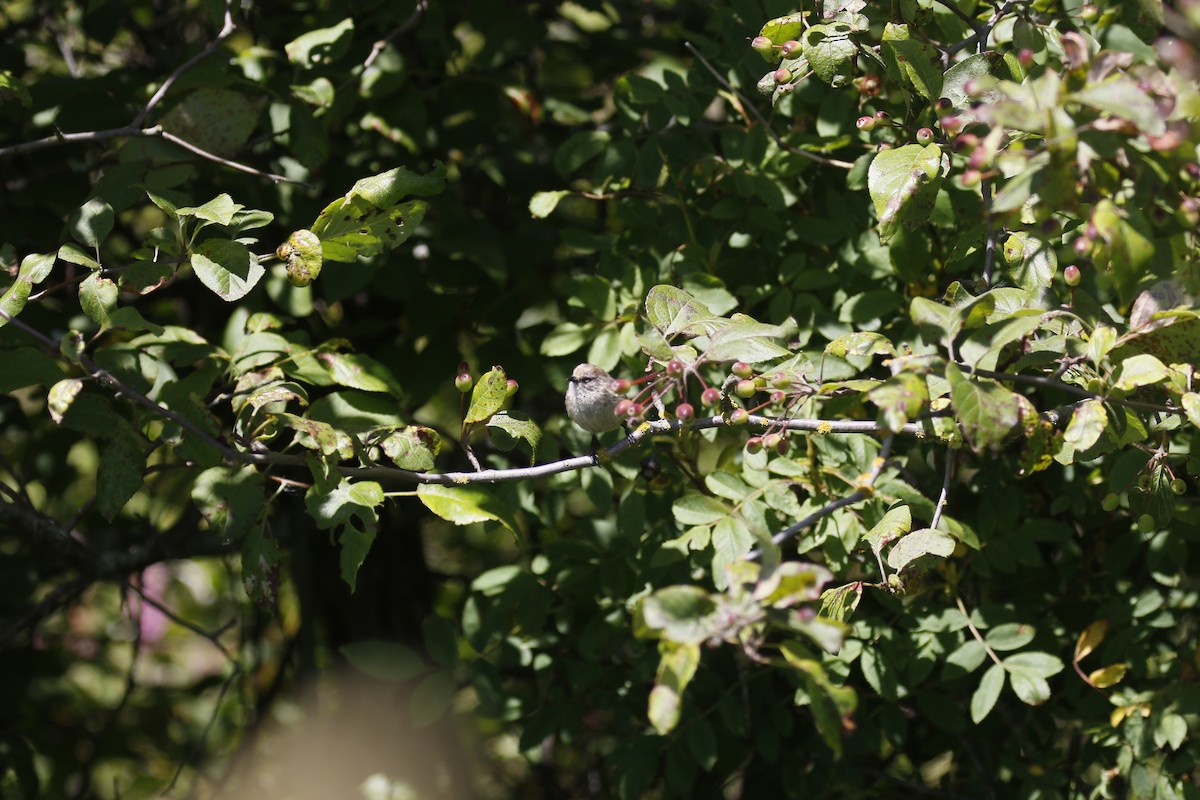 Bushtit - Kit Britten