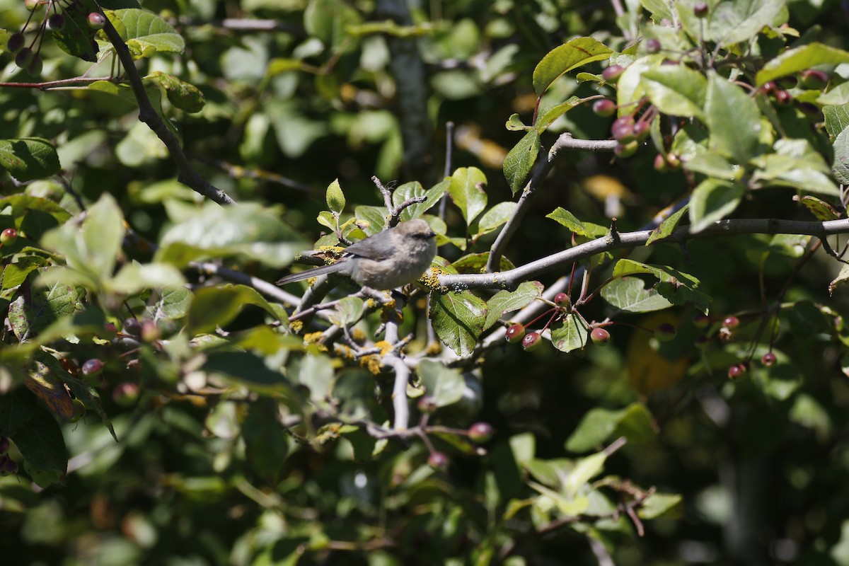 Bushtit - ML621286948