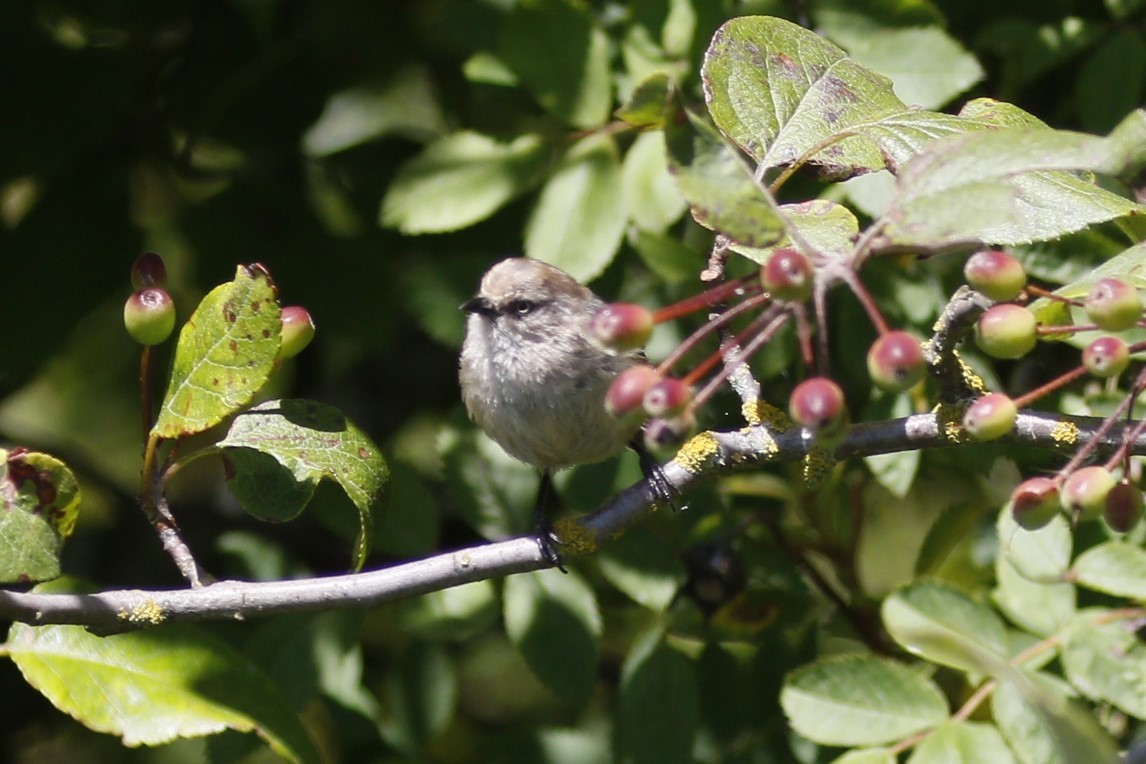 Bushtit - ML621286953