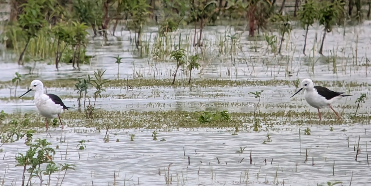 Black-winged Stilt - ML621287114