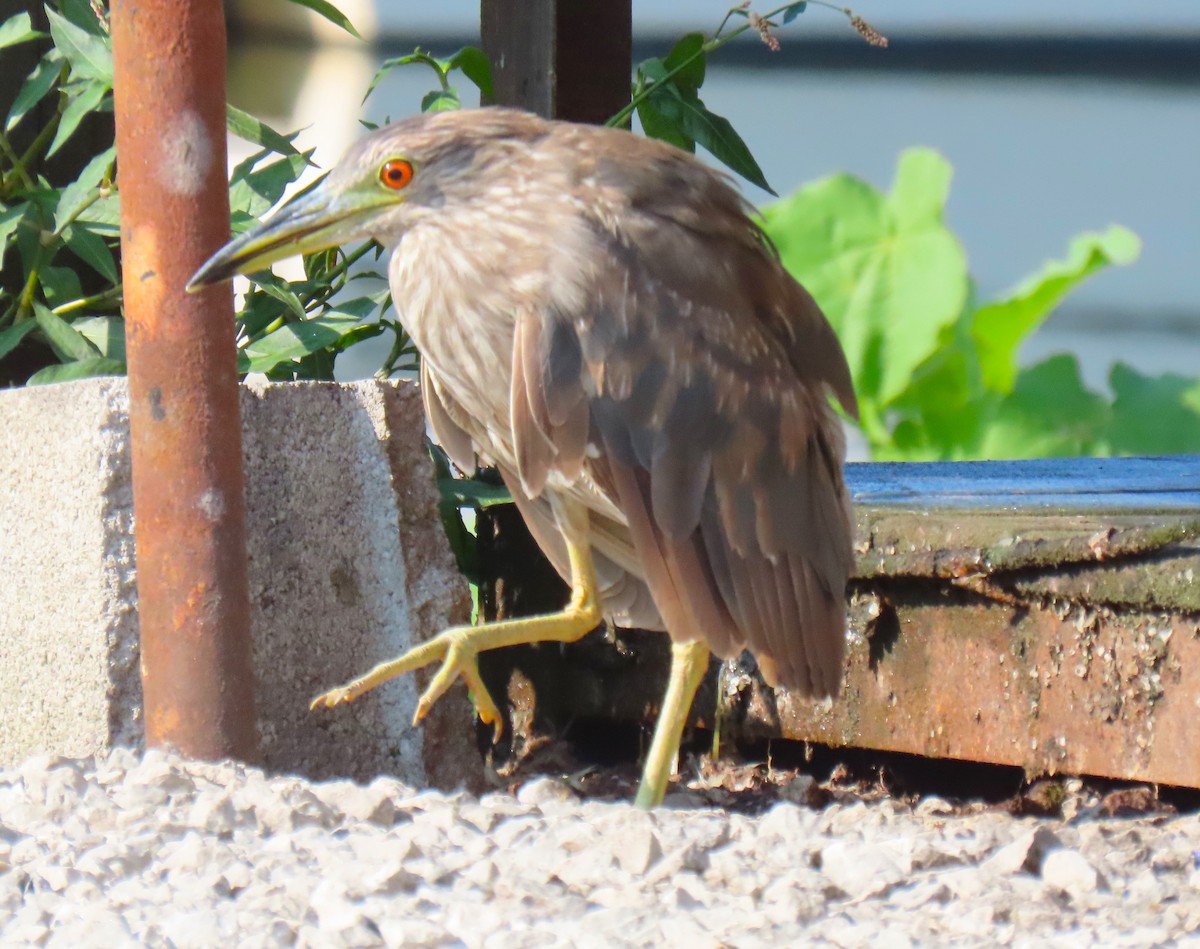 Black-crowned Night Heron - ML621287149