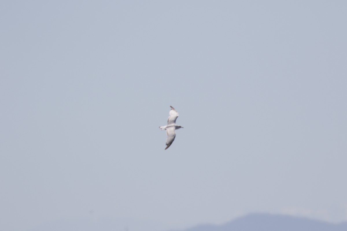 Ring-billed Gull - ML621287156