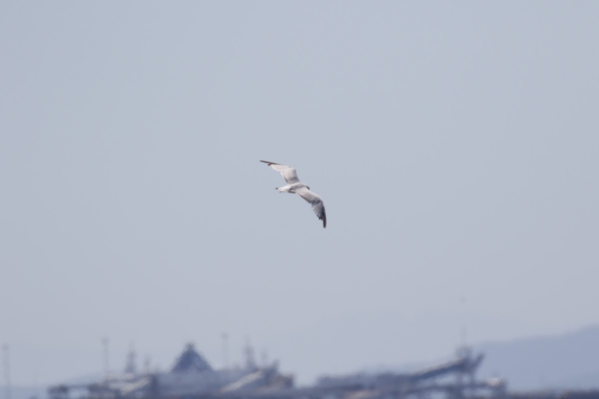 Ring-billed Gull - ML621287157