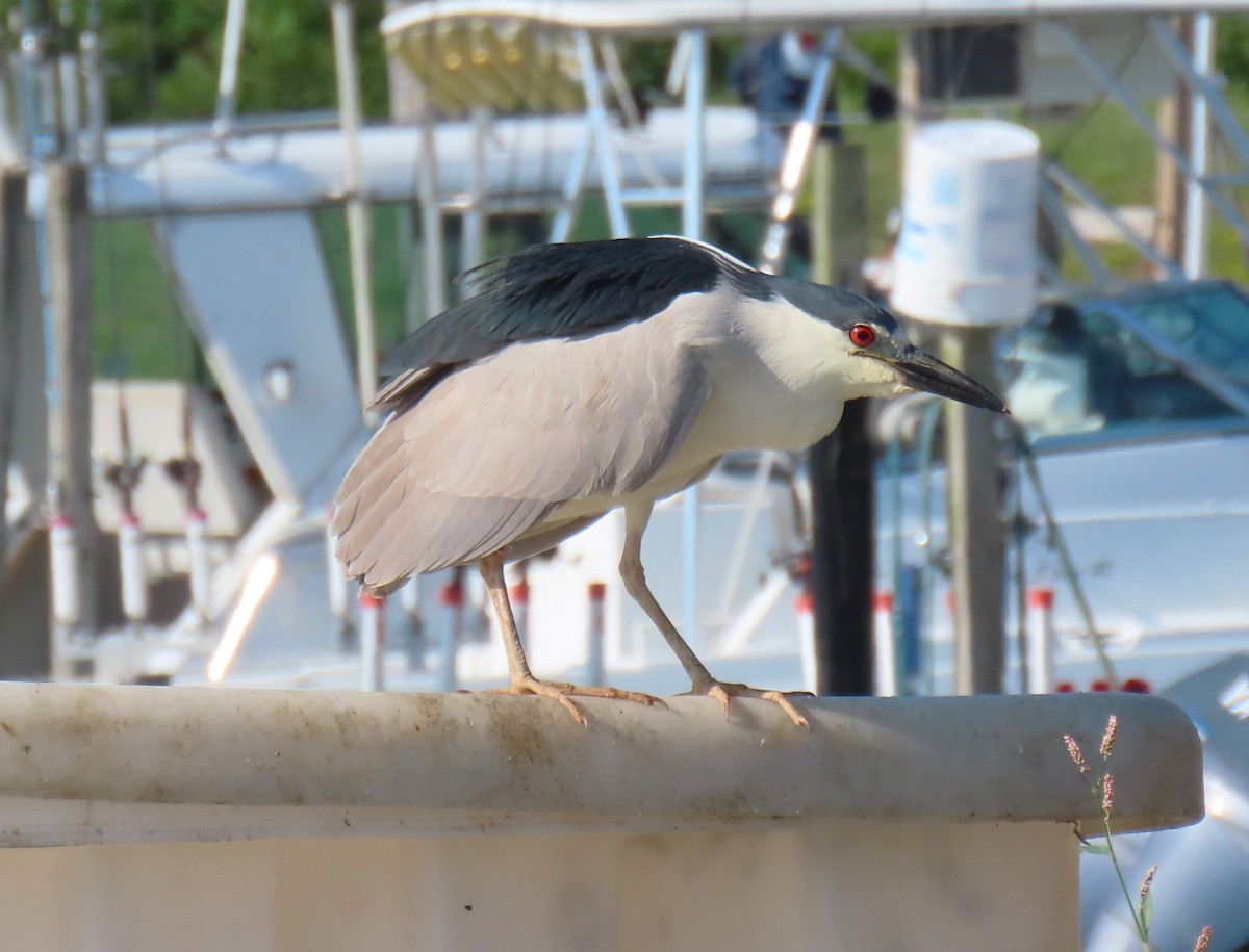 Black-crowned Night Heron - ML621287165