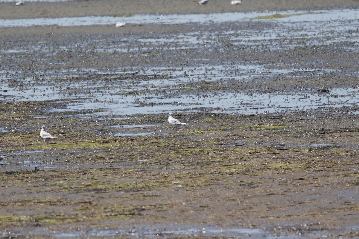 Bonaparte's Gull - ML621287168