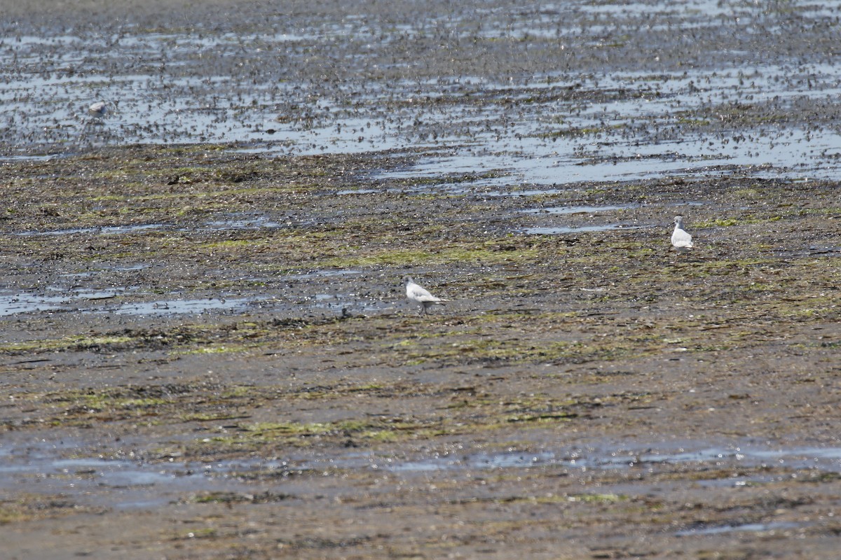 Bonaparte's Gull - ML621287169