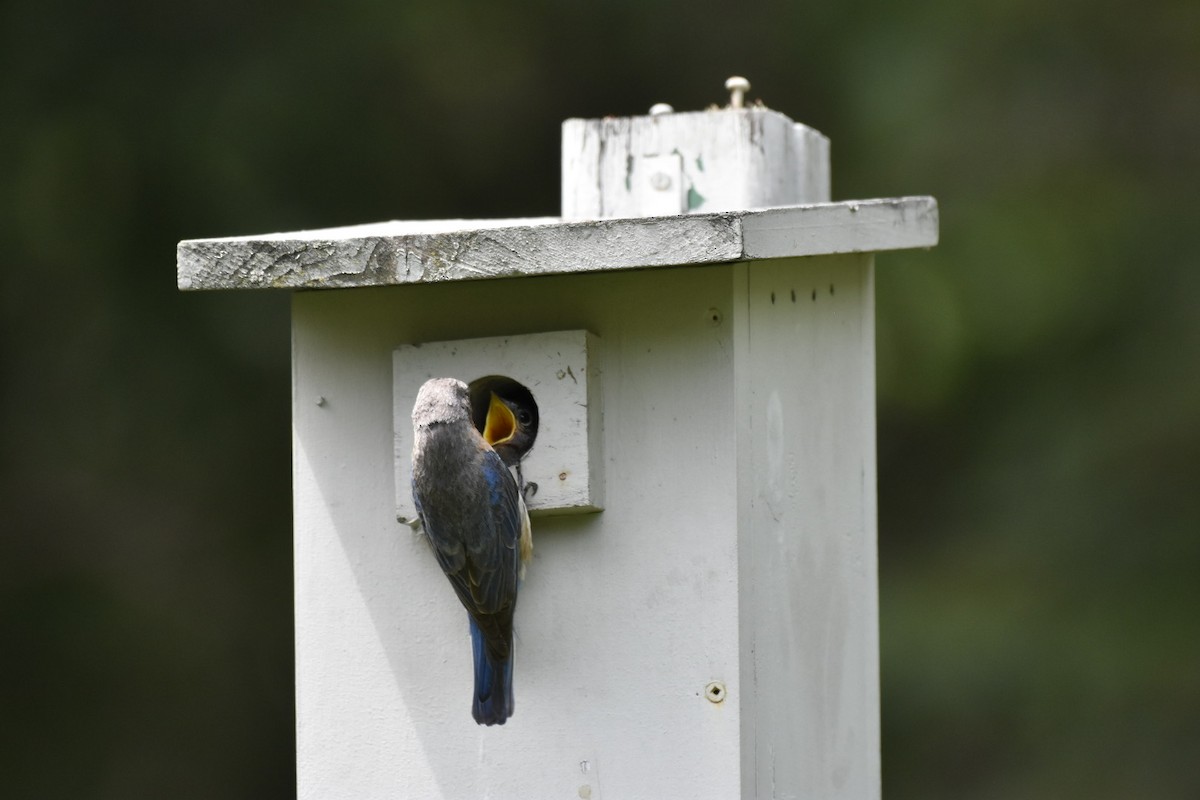 Eastern Bluebird - ML621287178