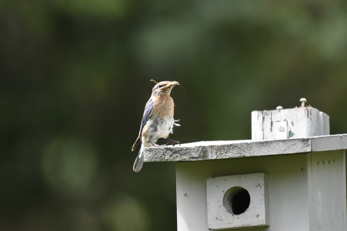 Eastern Bluebird - Denis Hains