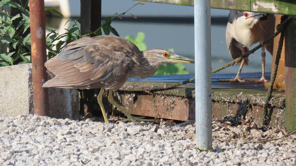 Black-crowned Night Heron - ML621287182