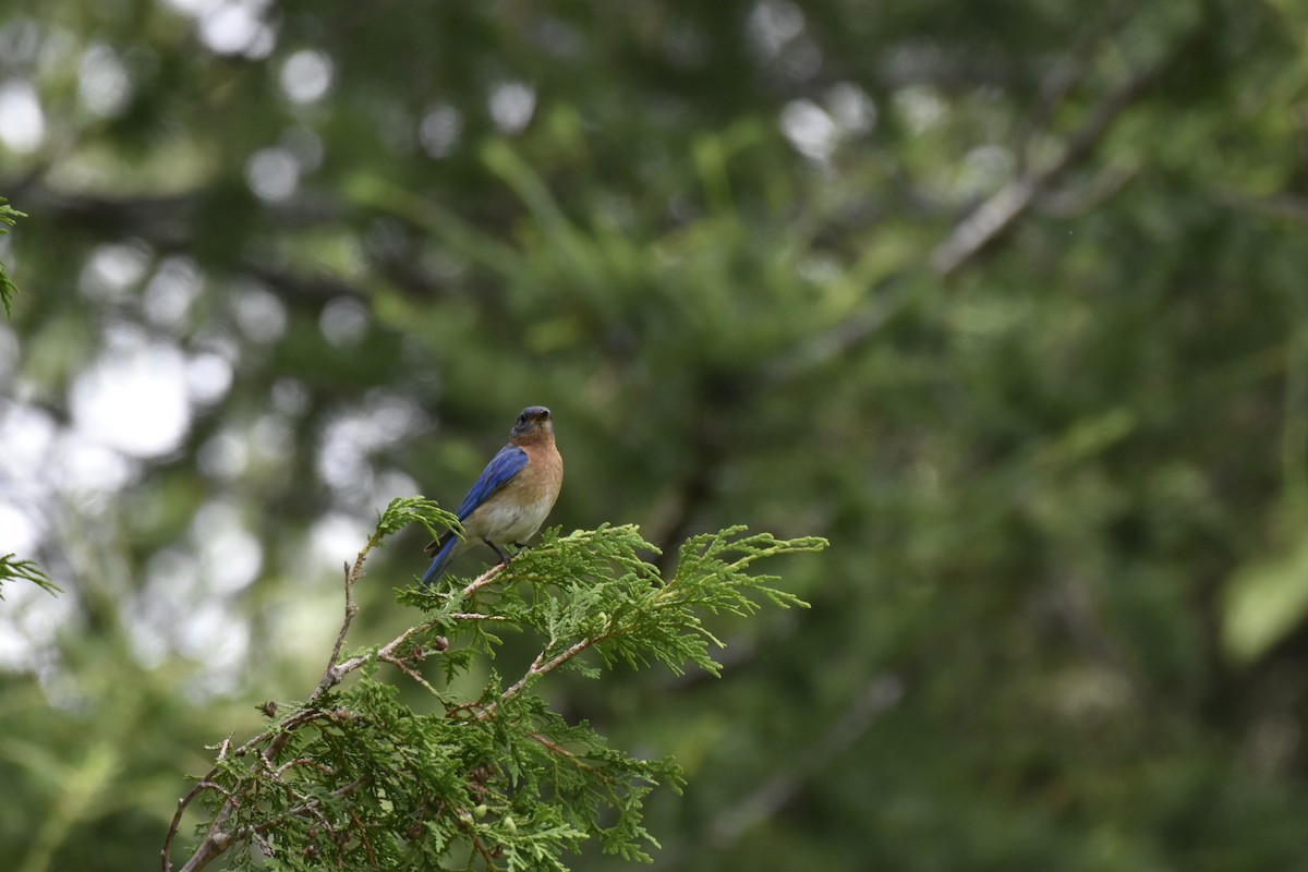 Eastern Bluebird - ML621287193