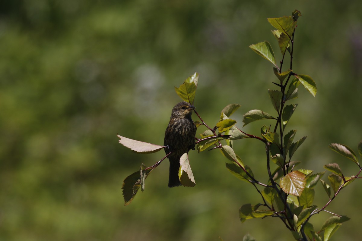 Red-winged Blackbird - ML621287210