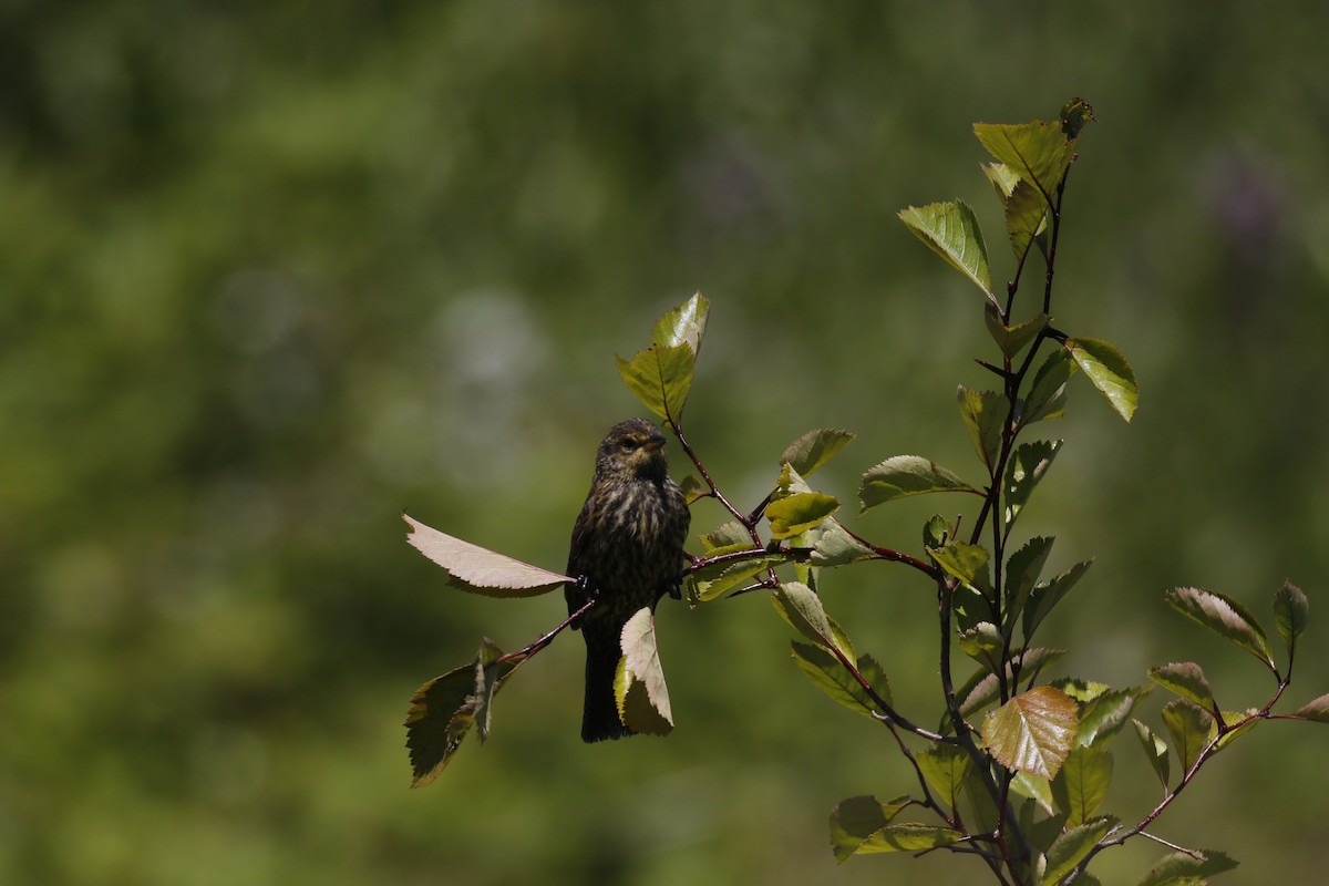 Red-winged Blackbird - ML621287211