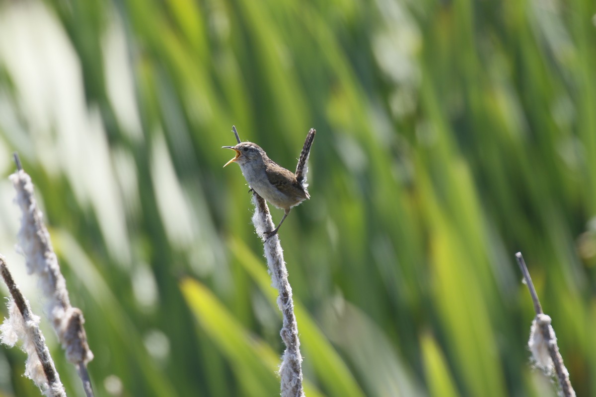 Marsh Wren - ML621287231