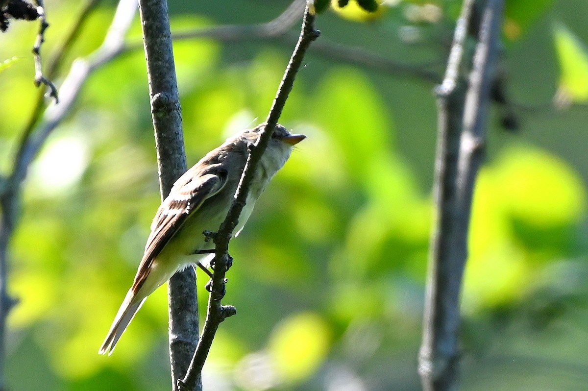Acadian Flycatcher - ML621287404