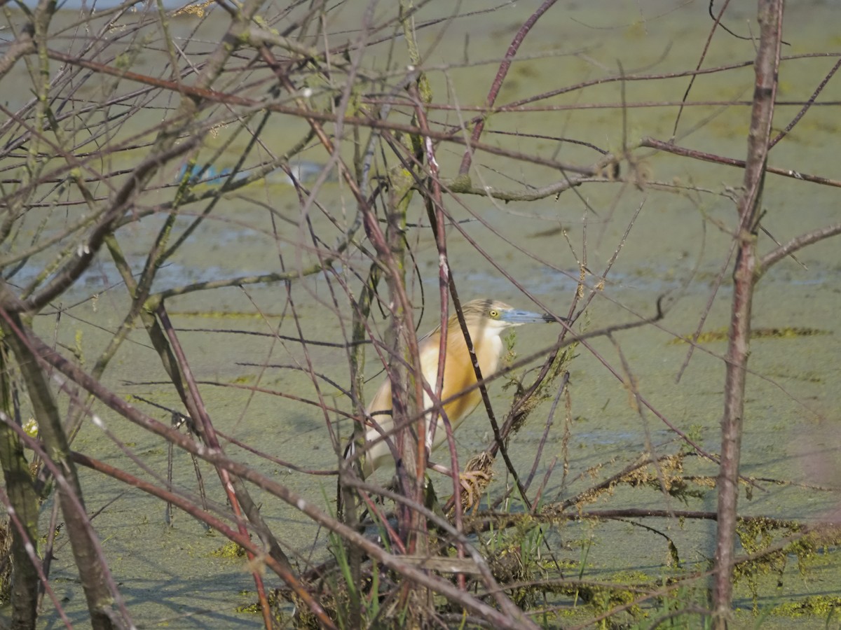 Squacco Heron - ML621287521