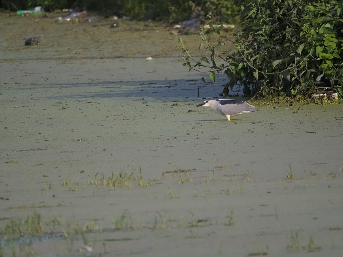 Black-crowned Night Heron - ML621287575