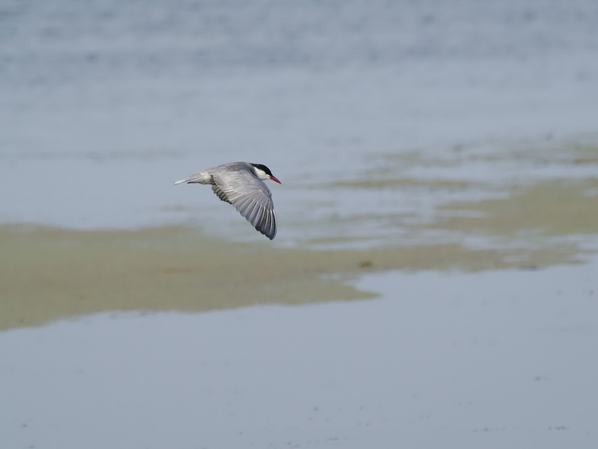 Whiskered Tern - ML621287605