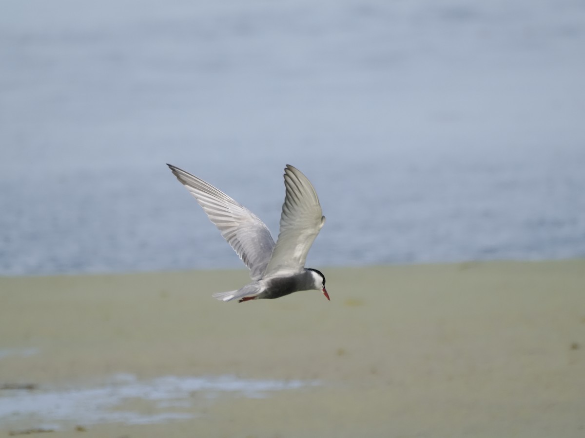 Whiskered Tern - ML621287621