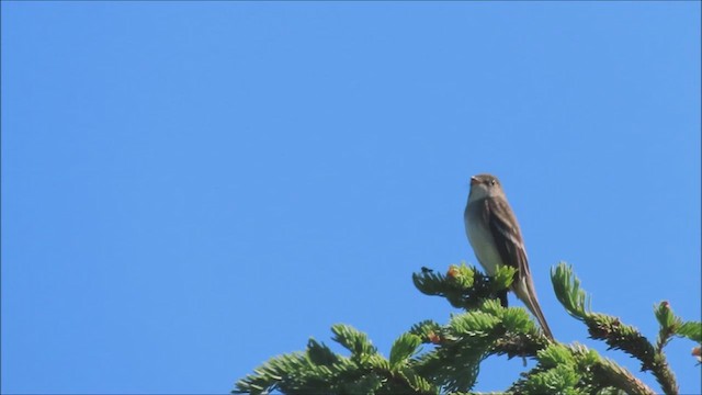 Alder Flycatcher - ML621287622