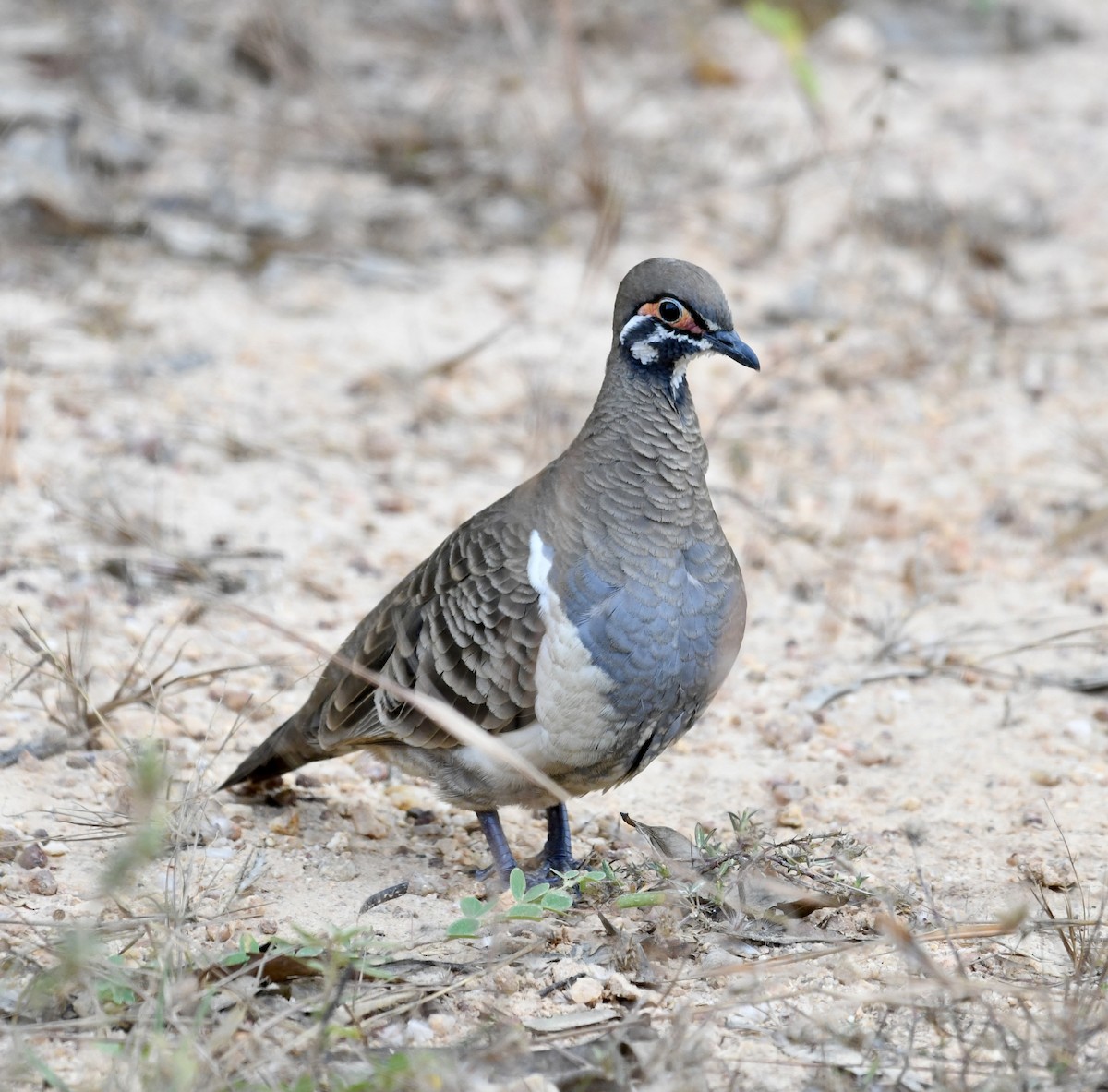 Squatter Pigeon - Jonathan Heller