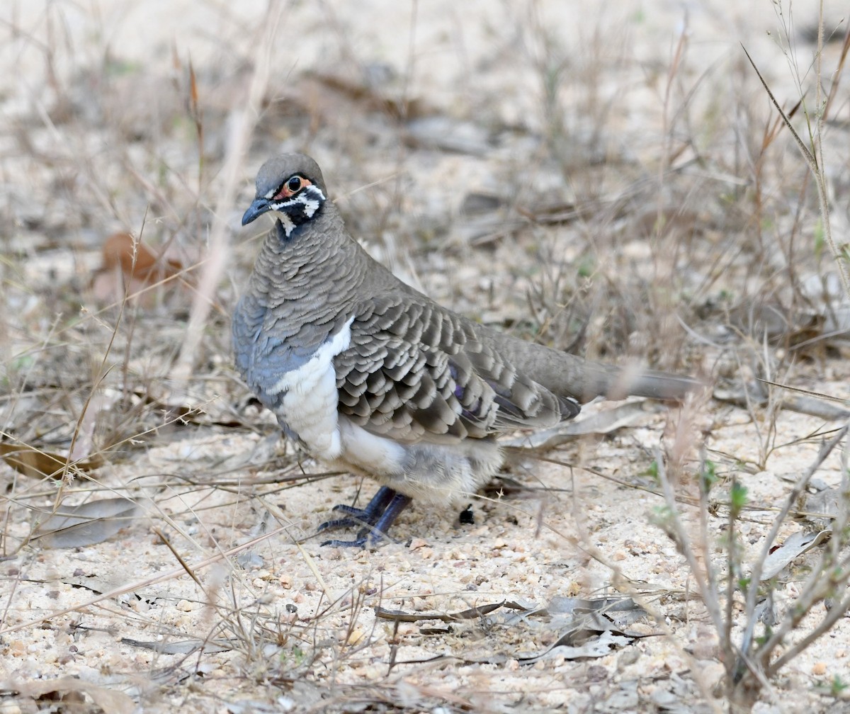 Squatter Pigeon - Jonathan Heller