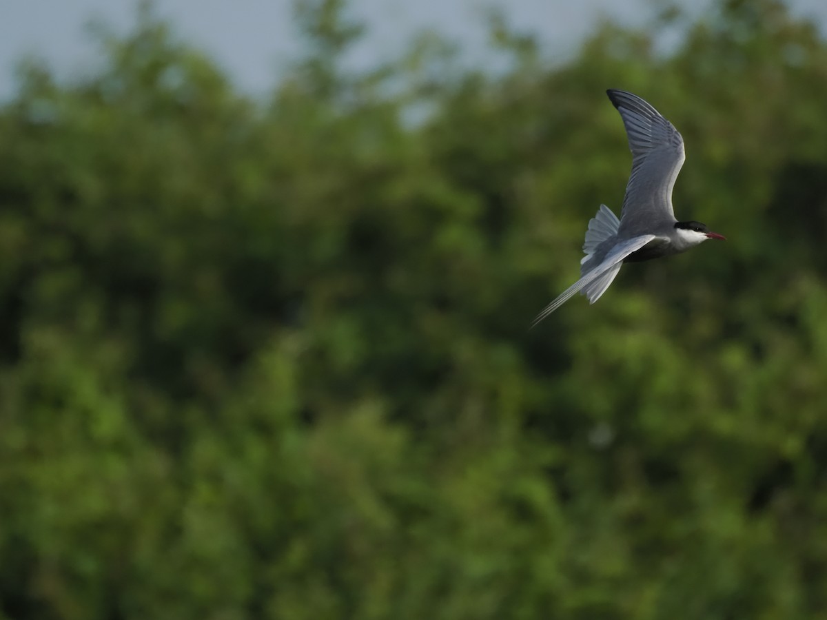 Whiskered Tern - ML621287660